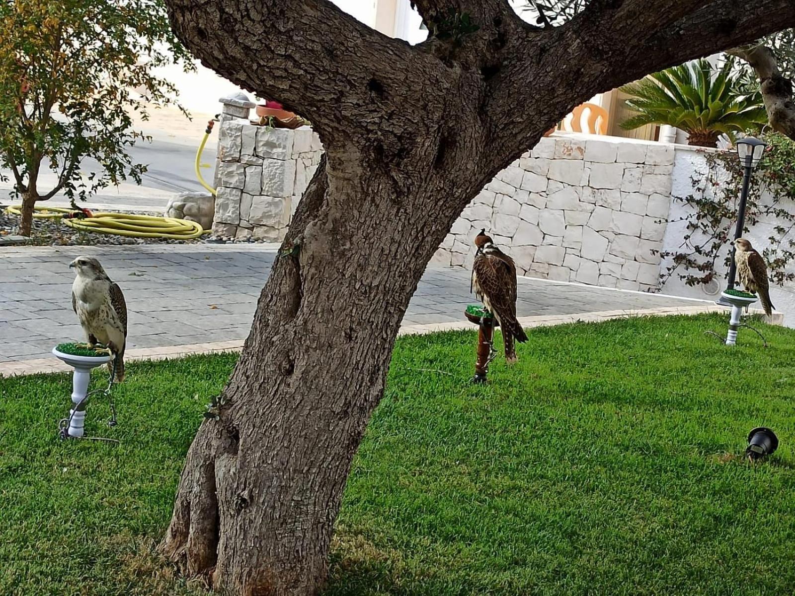 I Cinque Ulivi Apartman Alberobello Kültér fotó